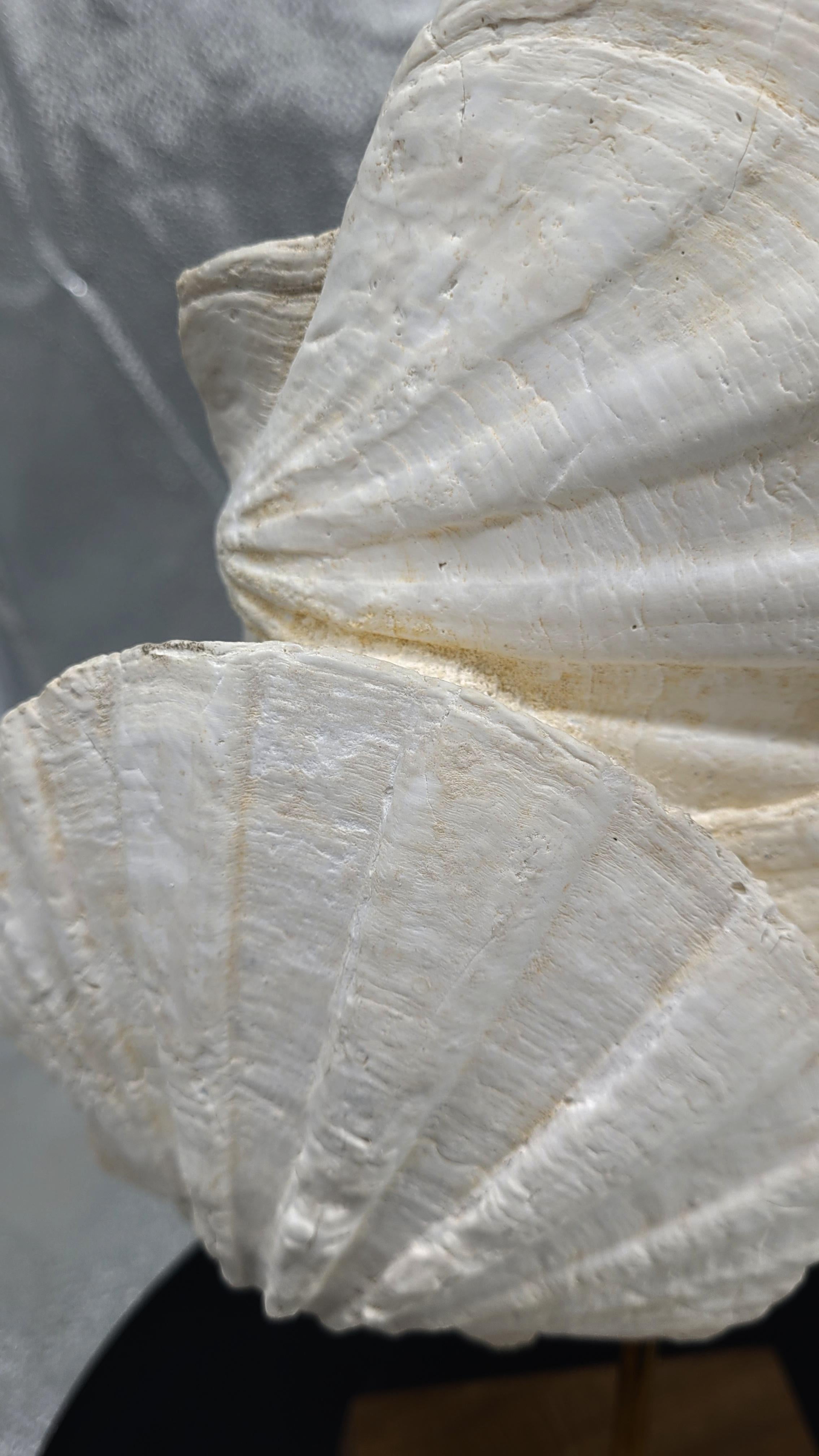 Fossile naturale di conchiglia pecten, su supporto in legno e bastone in ottone in vendita 1