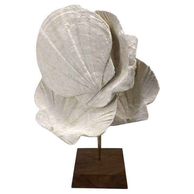 Lattissima Pecten Shell Slab Wall Feature 700mm [RARE and Exquisite ...