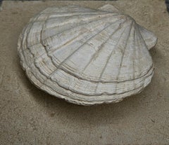 Natürliche fossile Muschel, Giganto Pecten, aus Frankreich.