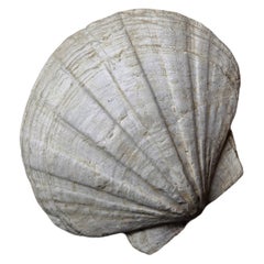 Natürliche fossile Muschel, Giganto Pecten, aus Frankreich.