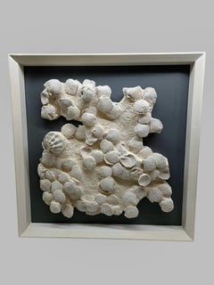 Conchiglie fossili Nature: Chlamys e Gigantopecten. 3 cornici laccate. -20M-anno