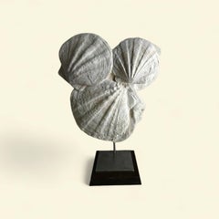 Conchas fósiles naturales : Gigantopecten restitutensis. Francia, -20 millones de años