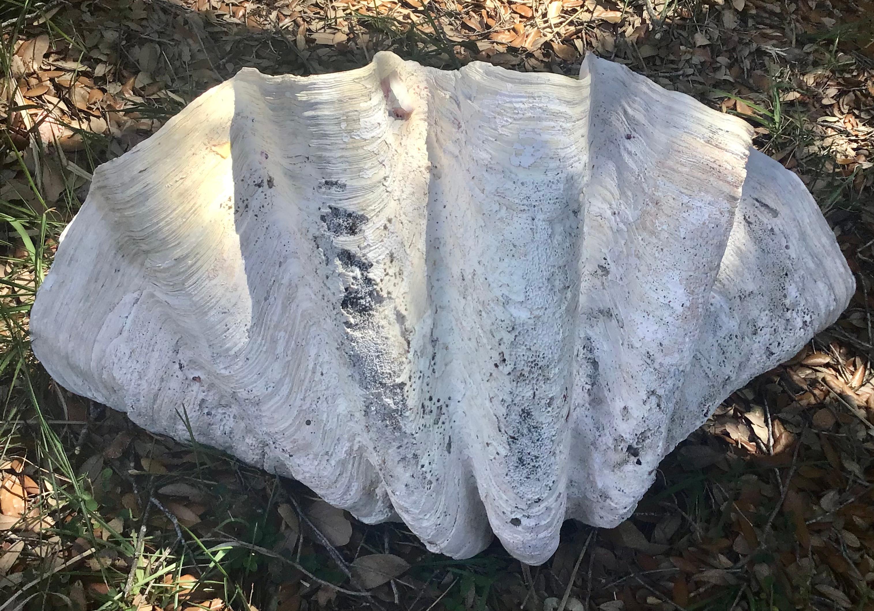 This is a very large, 36 inches, Gorgeous natural giant clam shell specimen from the South Pacific seas. Features a lovely creamy white finish with a soft patina. Great for display. From an estate in Florida.