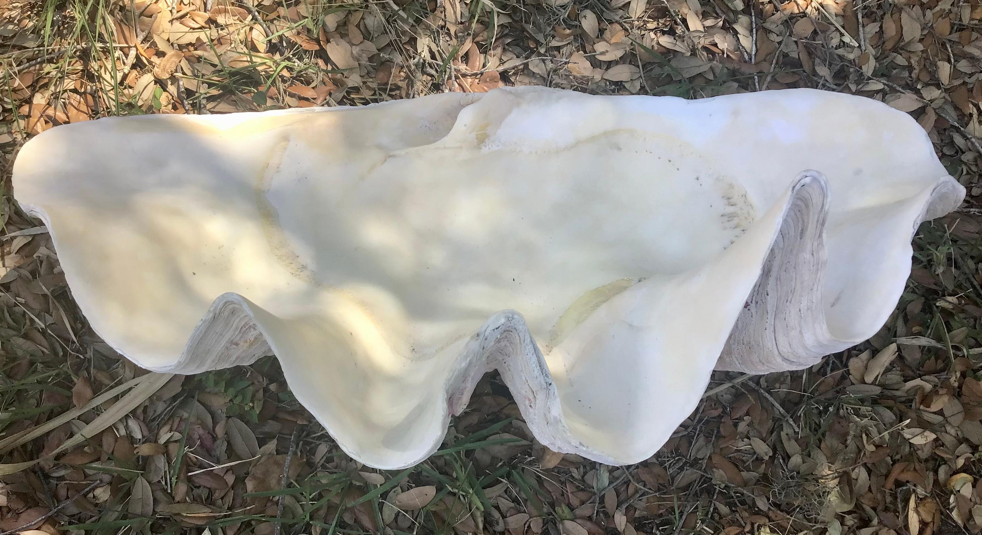Organic Modern  Natural Giant Clam Shell