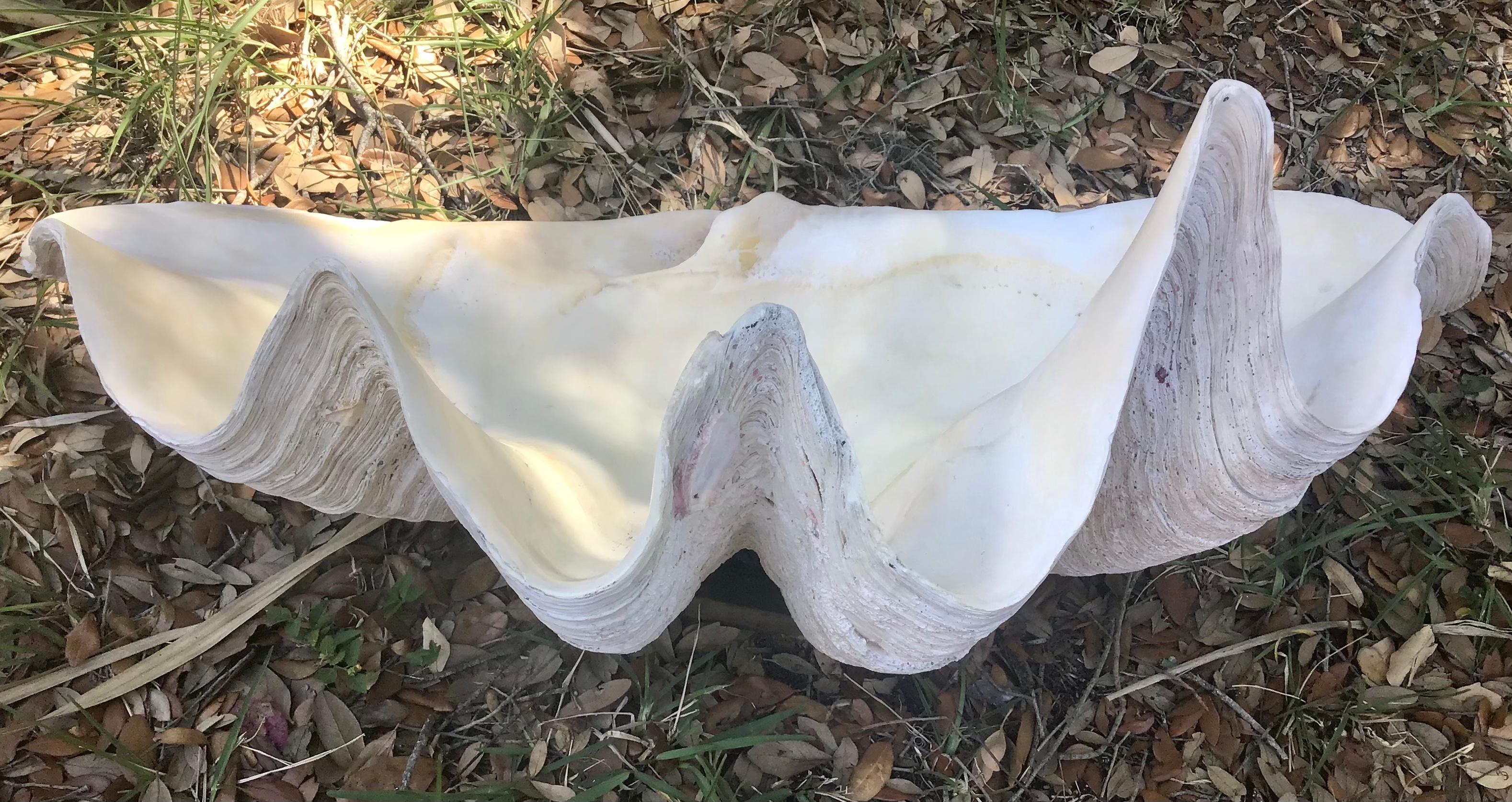 Southeast Asian  Natural Giant Clam Shell