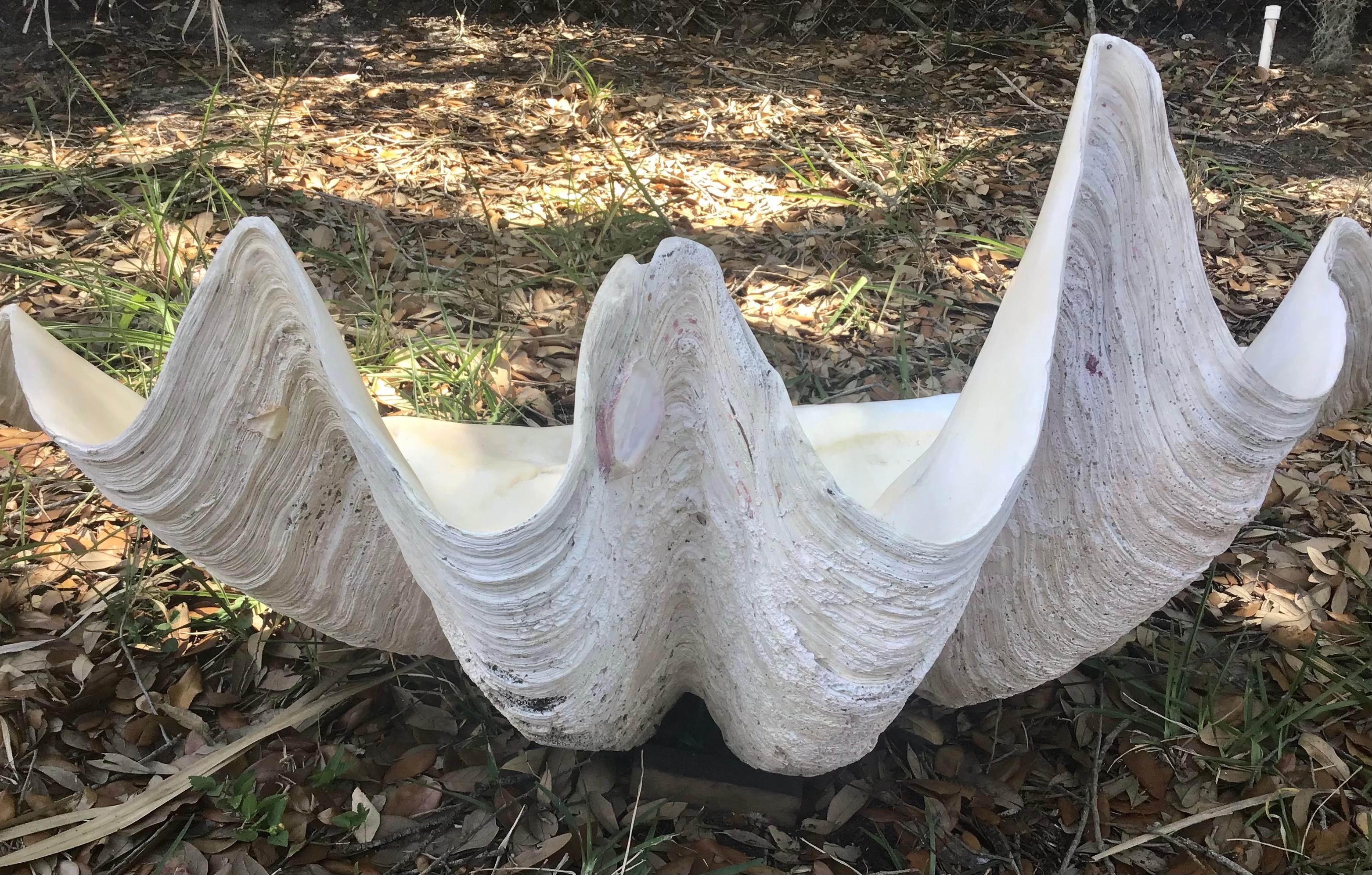 Natural Giant Clam Shell In Good Condition In Bradenton, FL