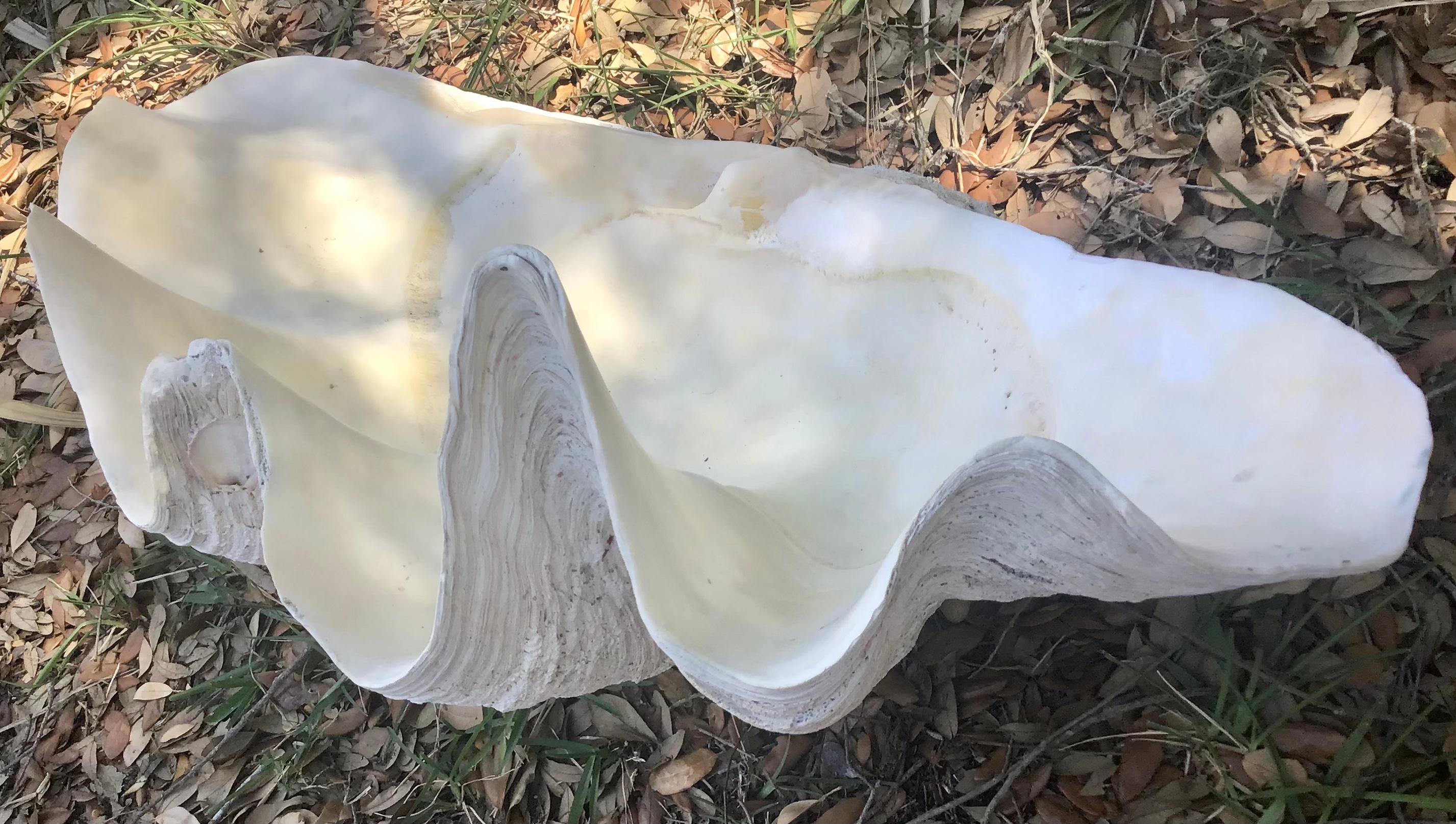 20th Century  Natural Giant Clam Shell