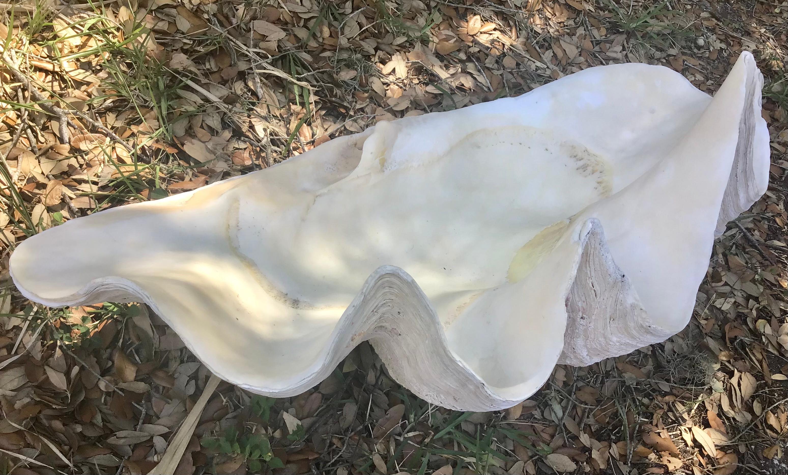 Natural Giant Clam Shell 1