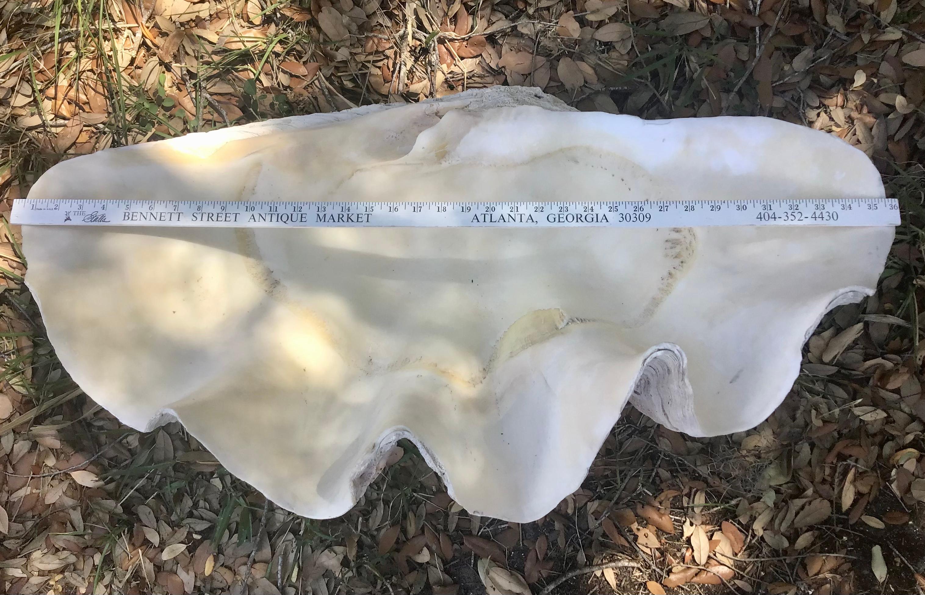  Natural Giant Clam Shell 2