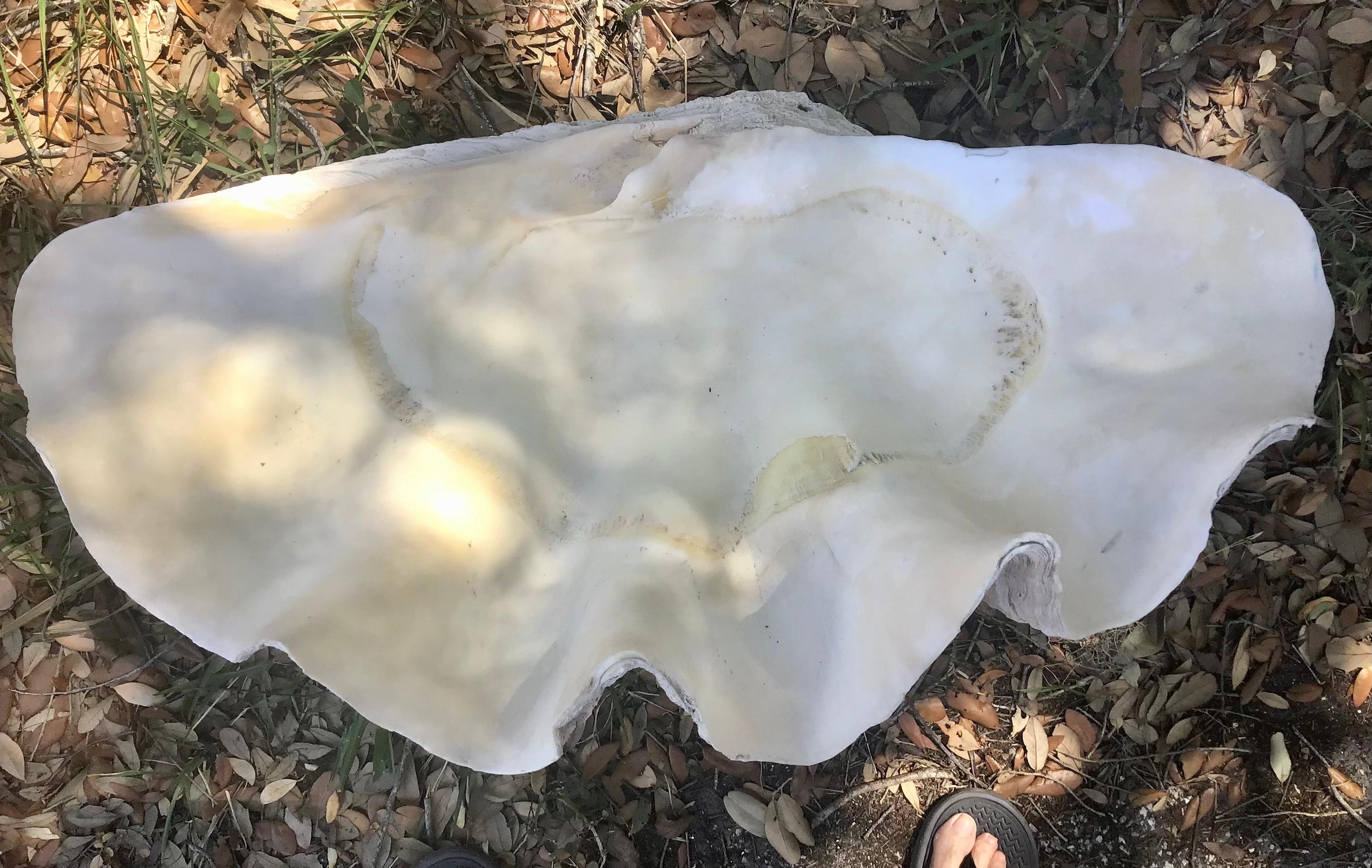  Natural Giant Clam Shell 3