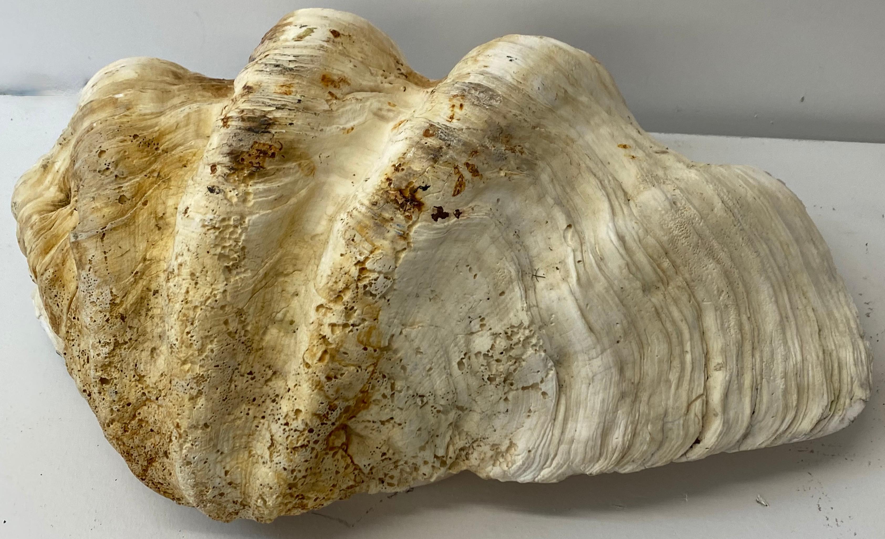 Natural Giant Clam Shell 3