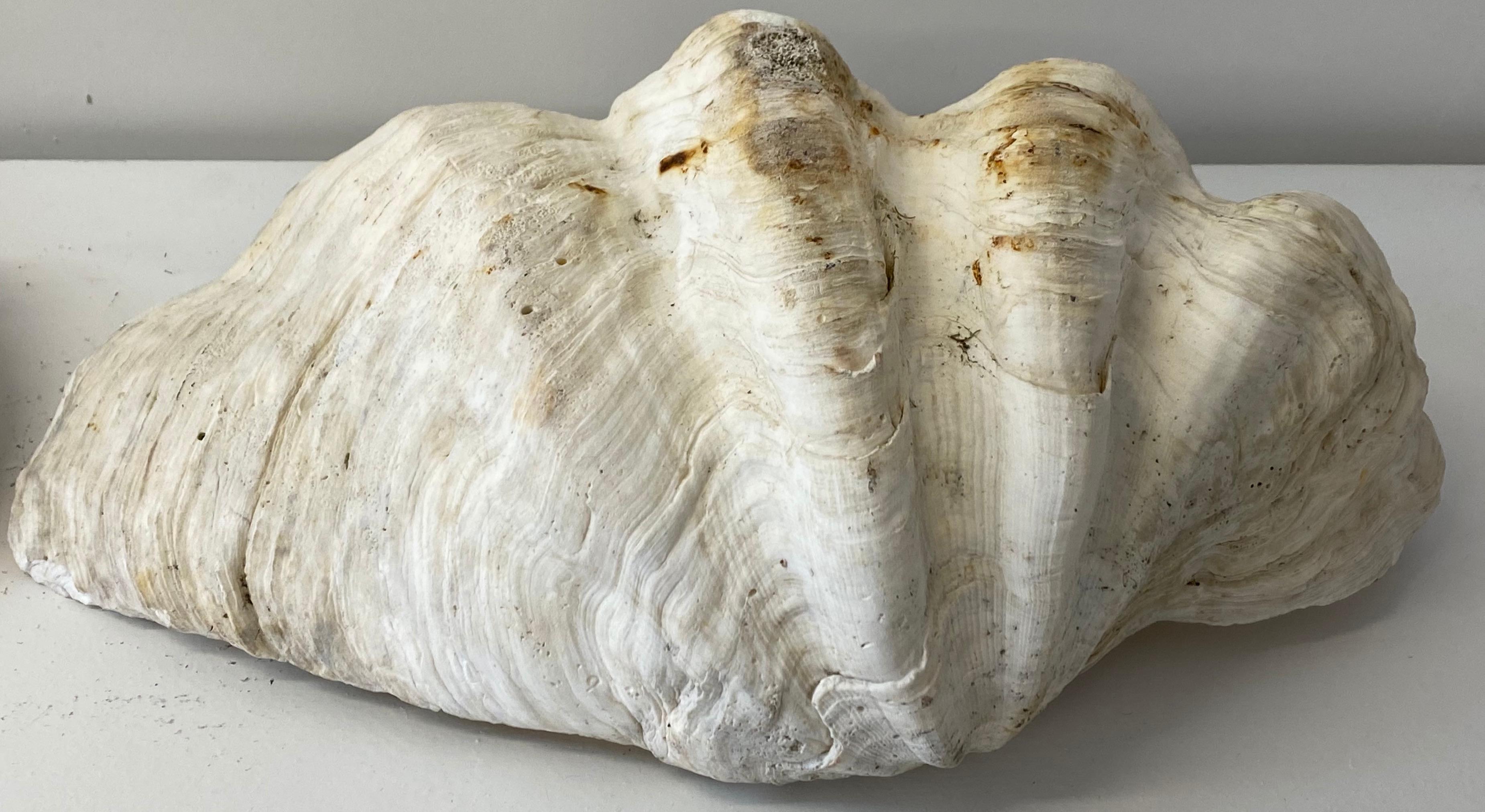 Natural Giant Clam Shell 4
