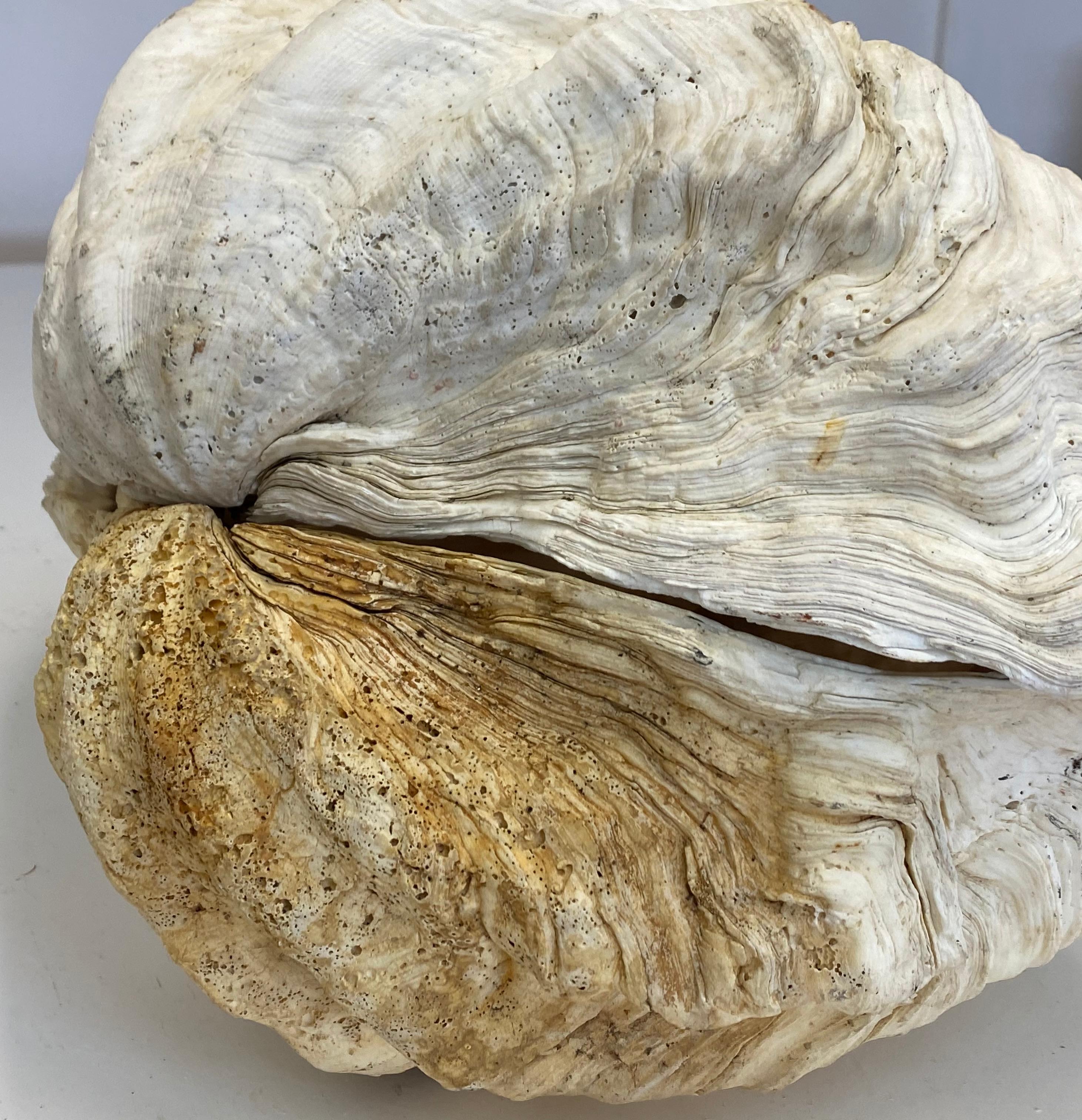 Natural Giant Clam Shell 5