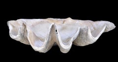 Natural Giant Clam Shell