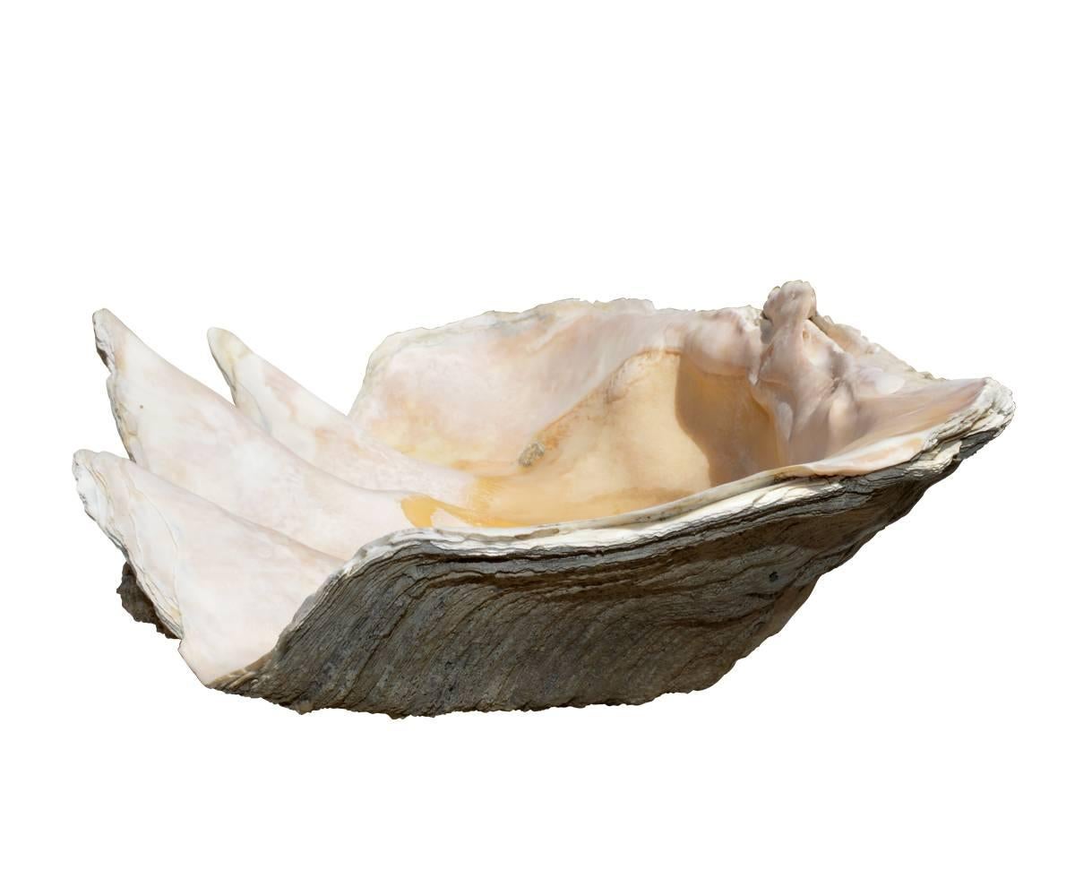 Organic Modern Natural Giant Clam Shell