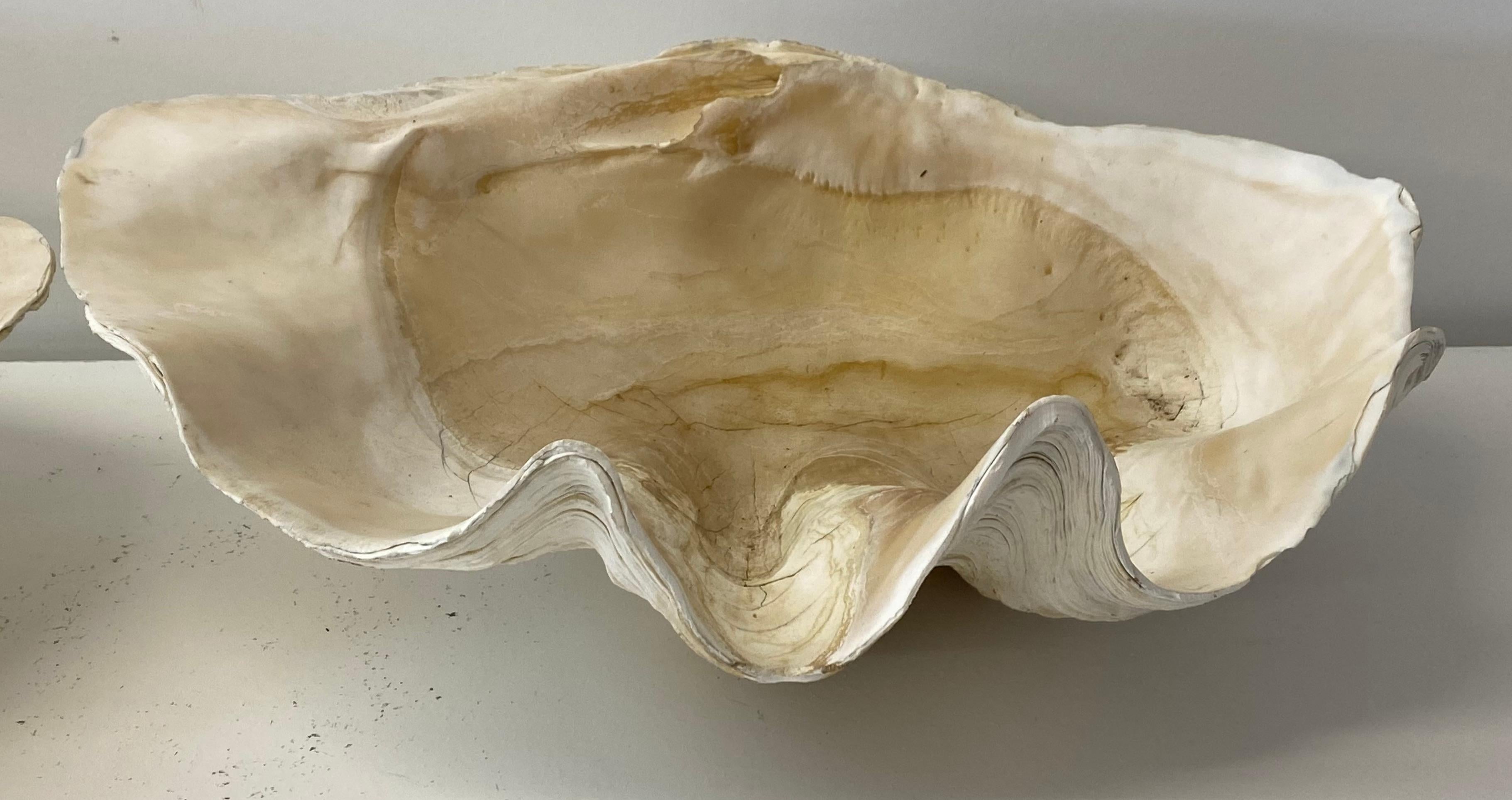 clam shell side view