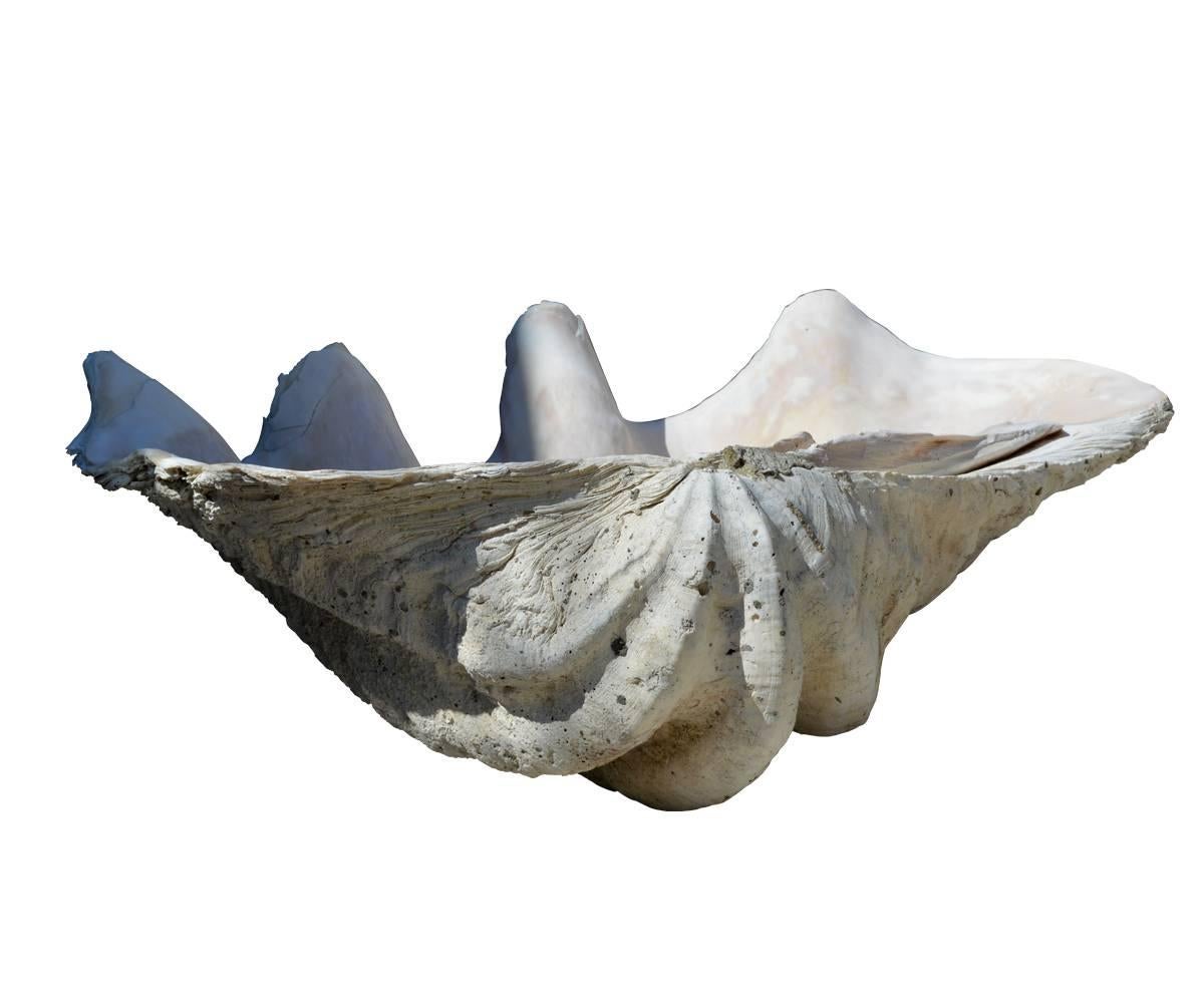 Unknown Natural Giant Clam Shell
