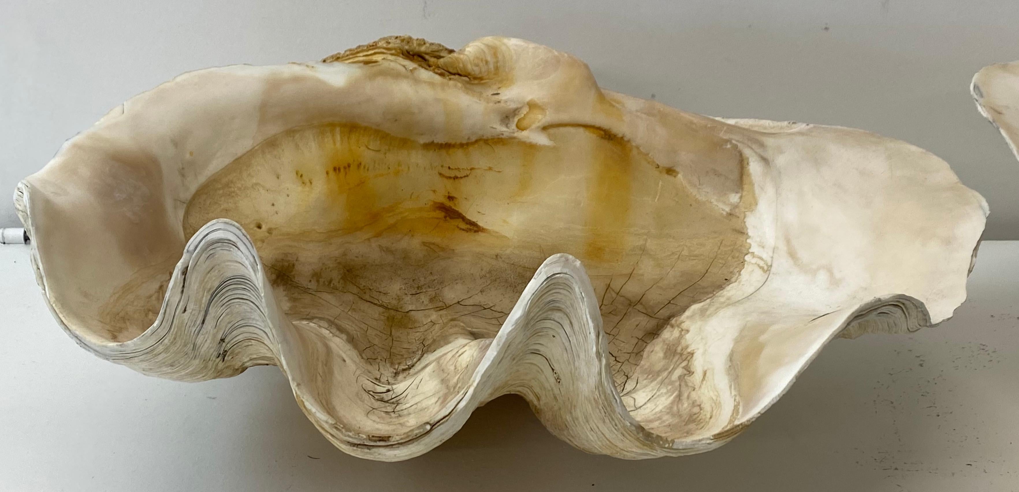 American Natural Giant Clam Shell