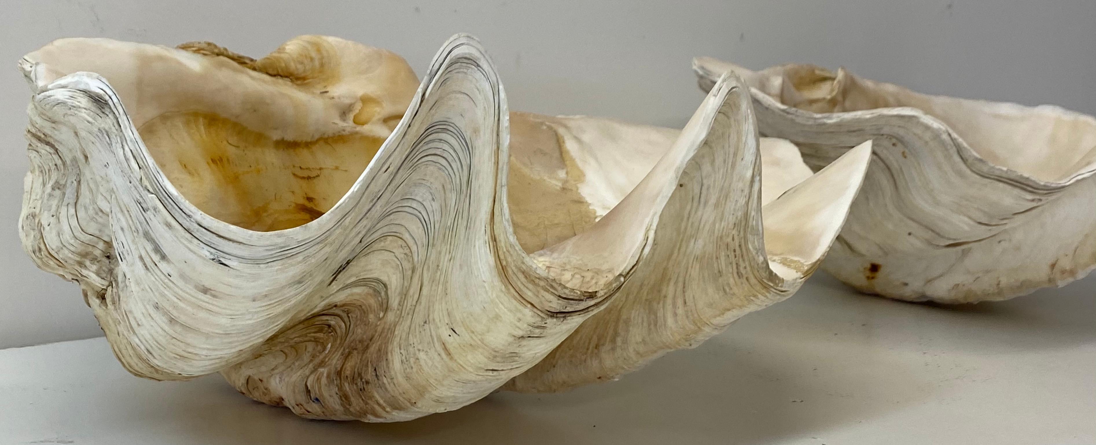 Other Natural Giant Clam Shell