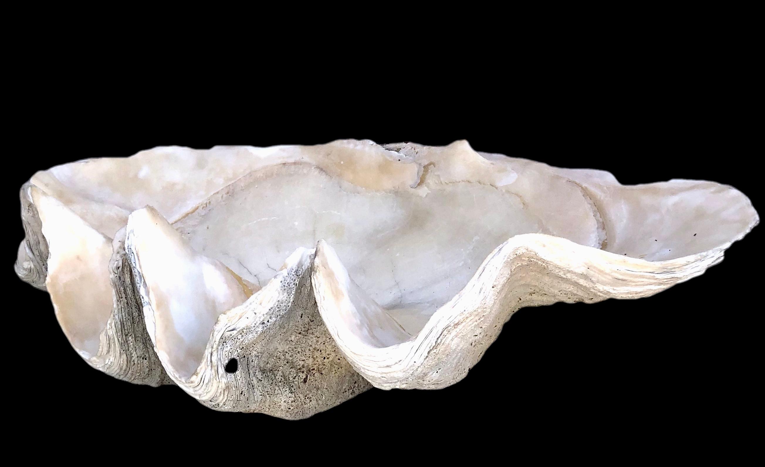 Organic Modern  Natural Giant Clam Shell