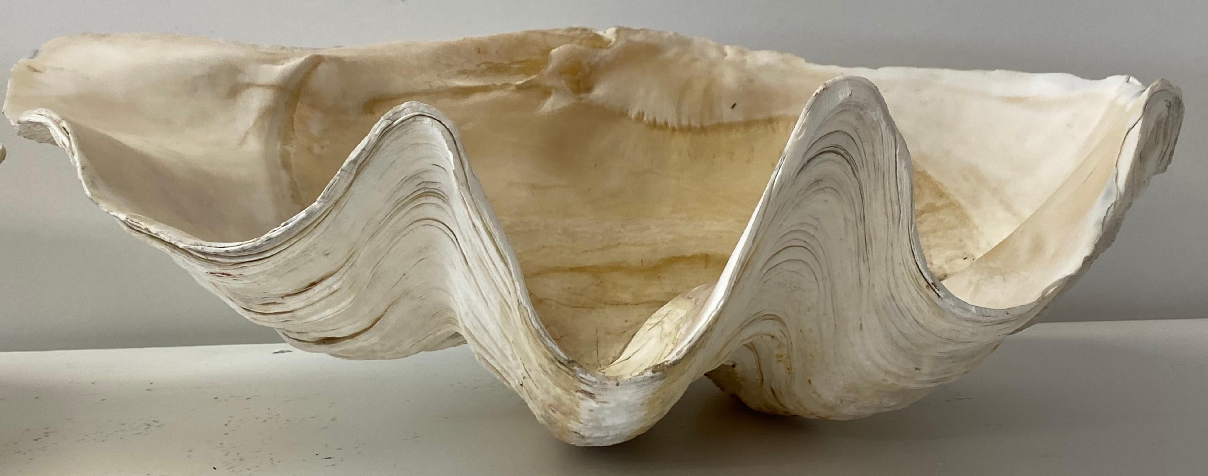Natural Giant Clam Shell In Good Condition In San Francisco, CA