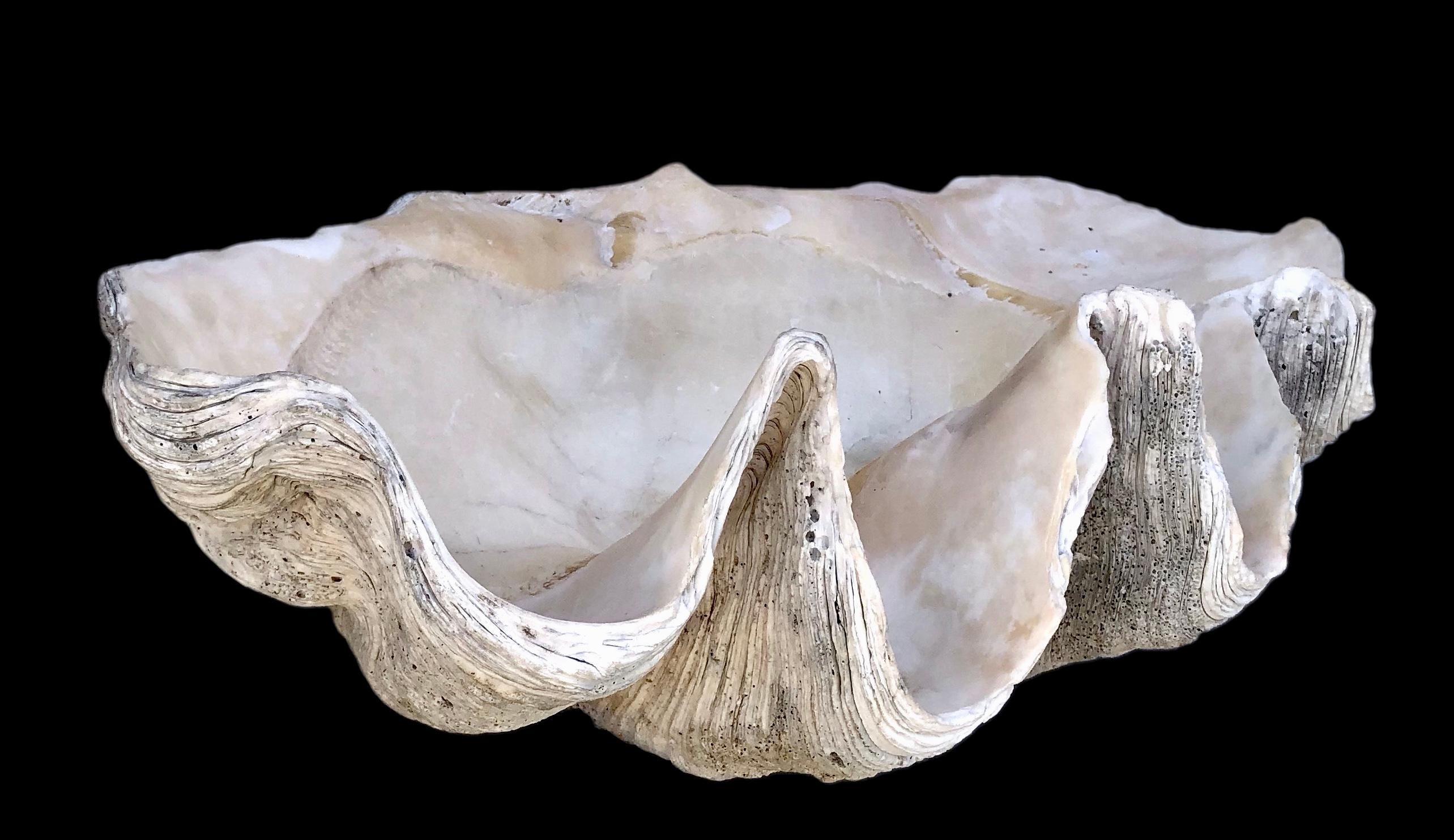 Southeast Asian  Natural Giant Clam Shell