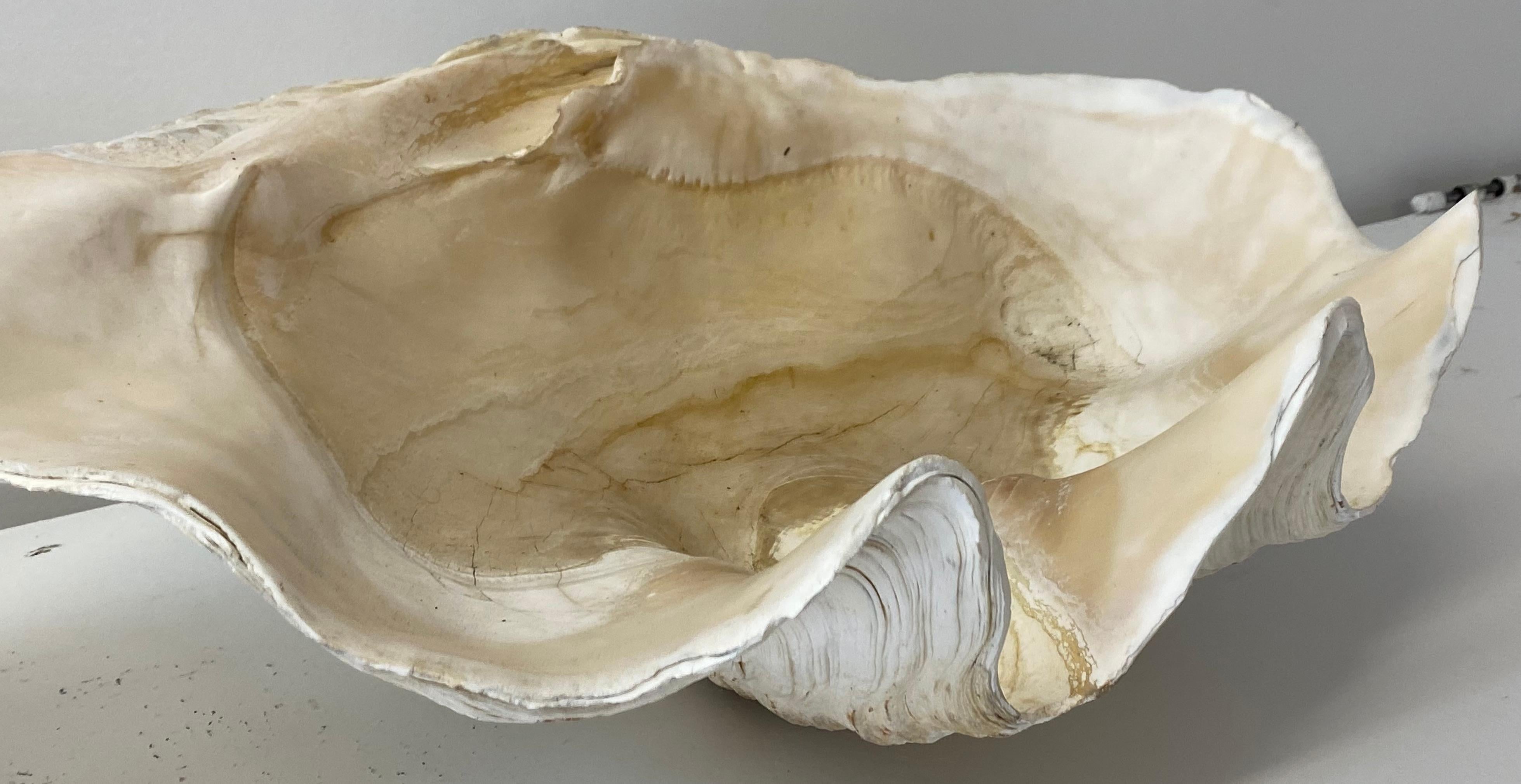 18th Century and Earlier Natural Giant Clam Shell