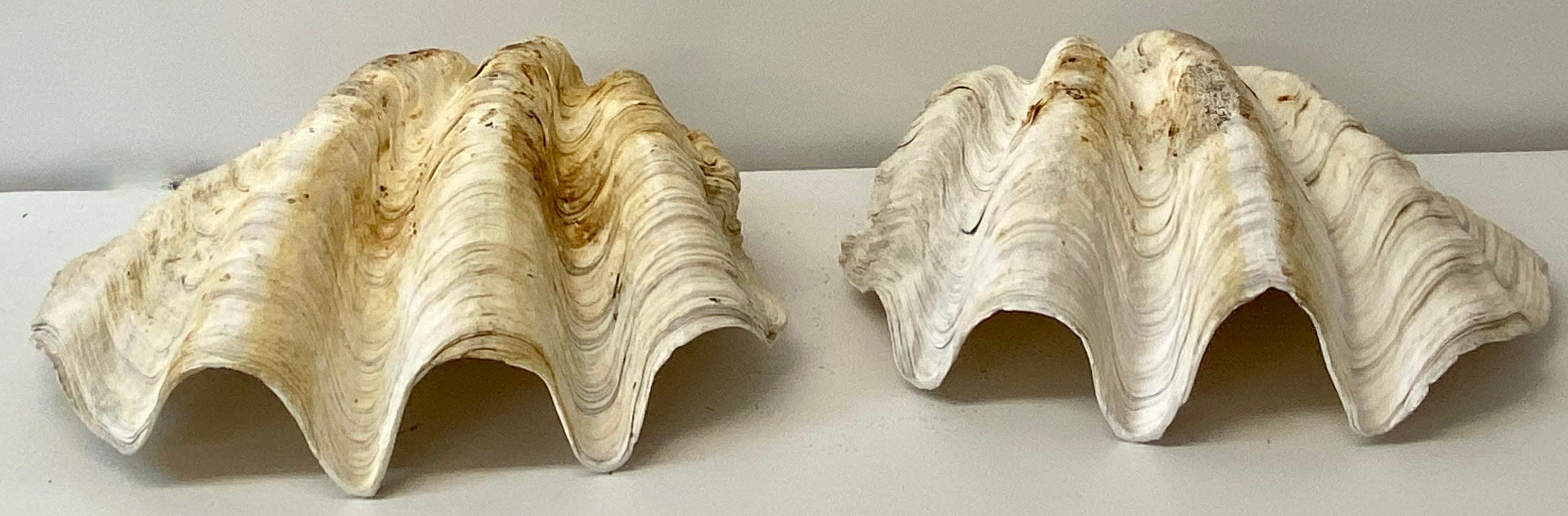 Natural Giant Clam Shell 1