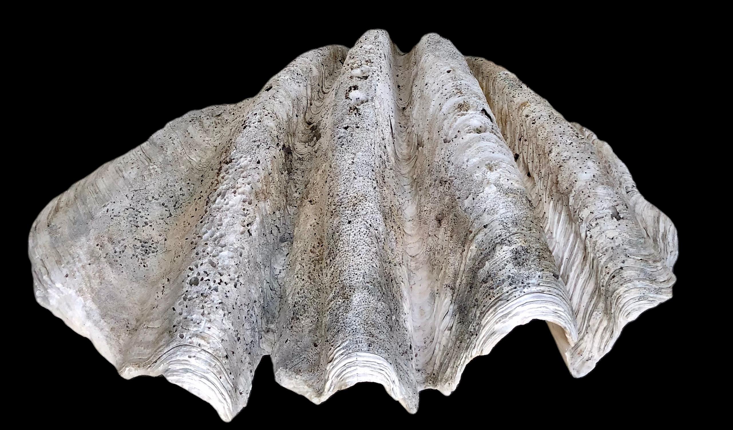 20th Century  Natural Giant Clam Shell