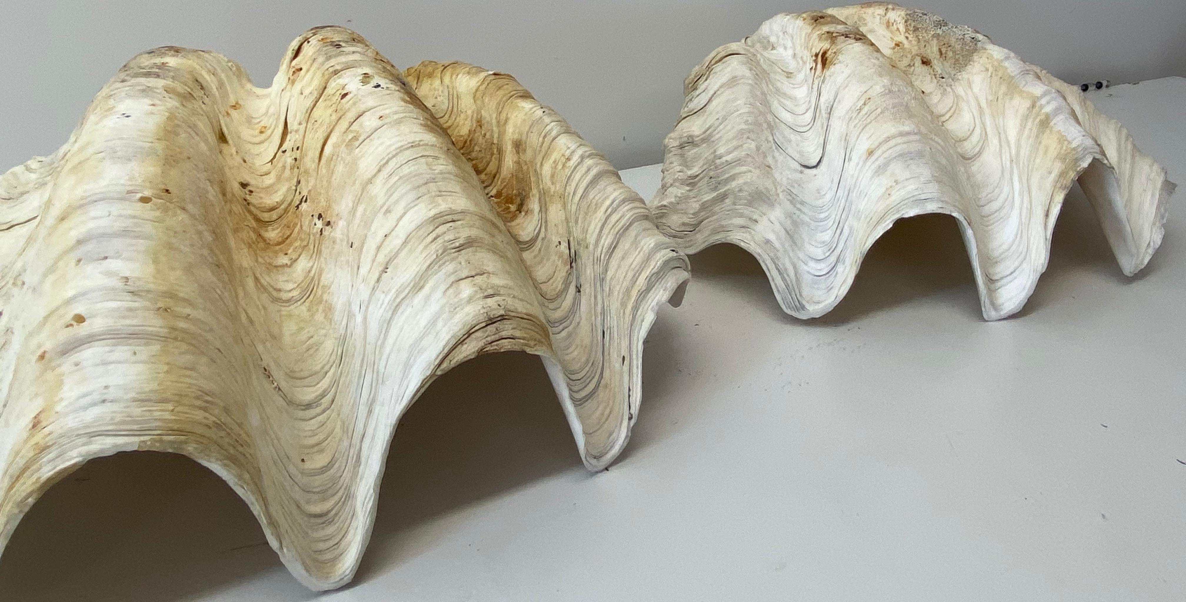 Natural Giant Clam Shell 2