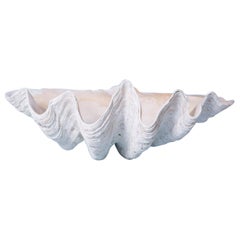 Natural Giant Clam Shell