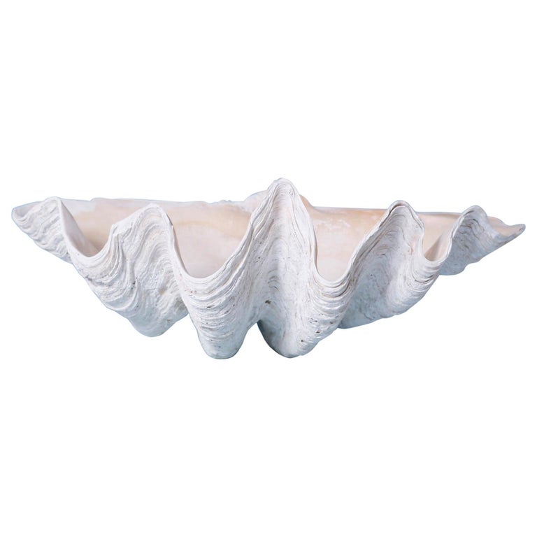 Natural Giant Clam Shell at 1stDibs