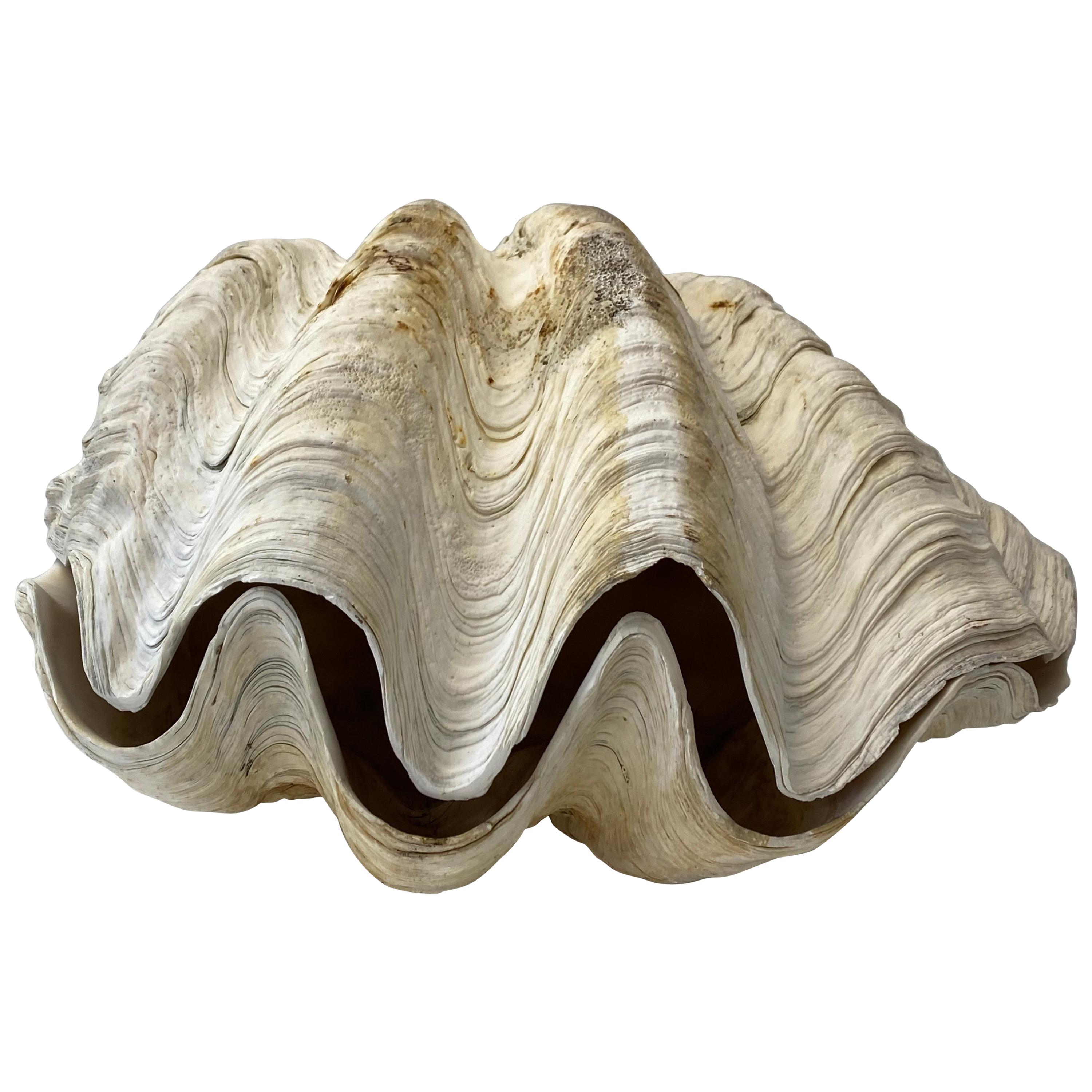 Natural Giant Clam Shell