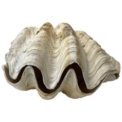 Antique Natural Giant Clam Shell