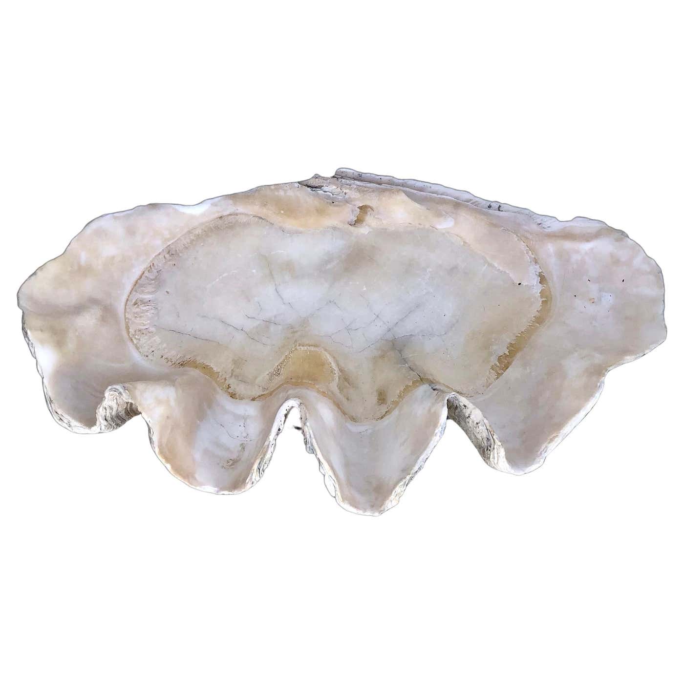 Natural Giant Clam Shell For Sale at 1stDibs | real giant clam shell price