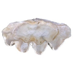  Natural Giant Clam Shell