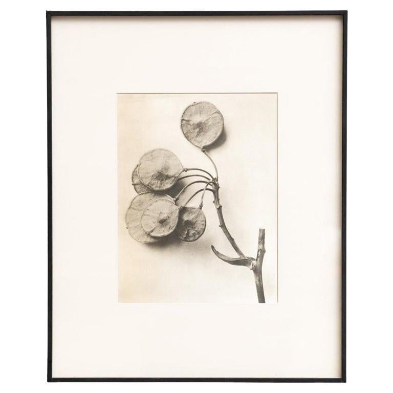 Natural Grace Photogravure by Karl Blossfeldt, Framed, Circa 1942 For Sale