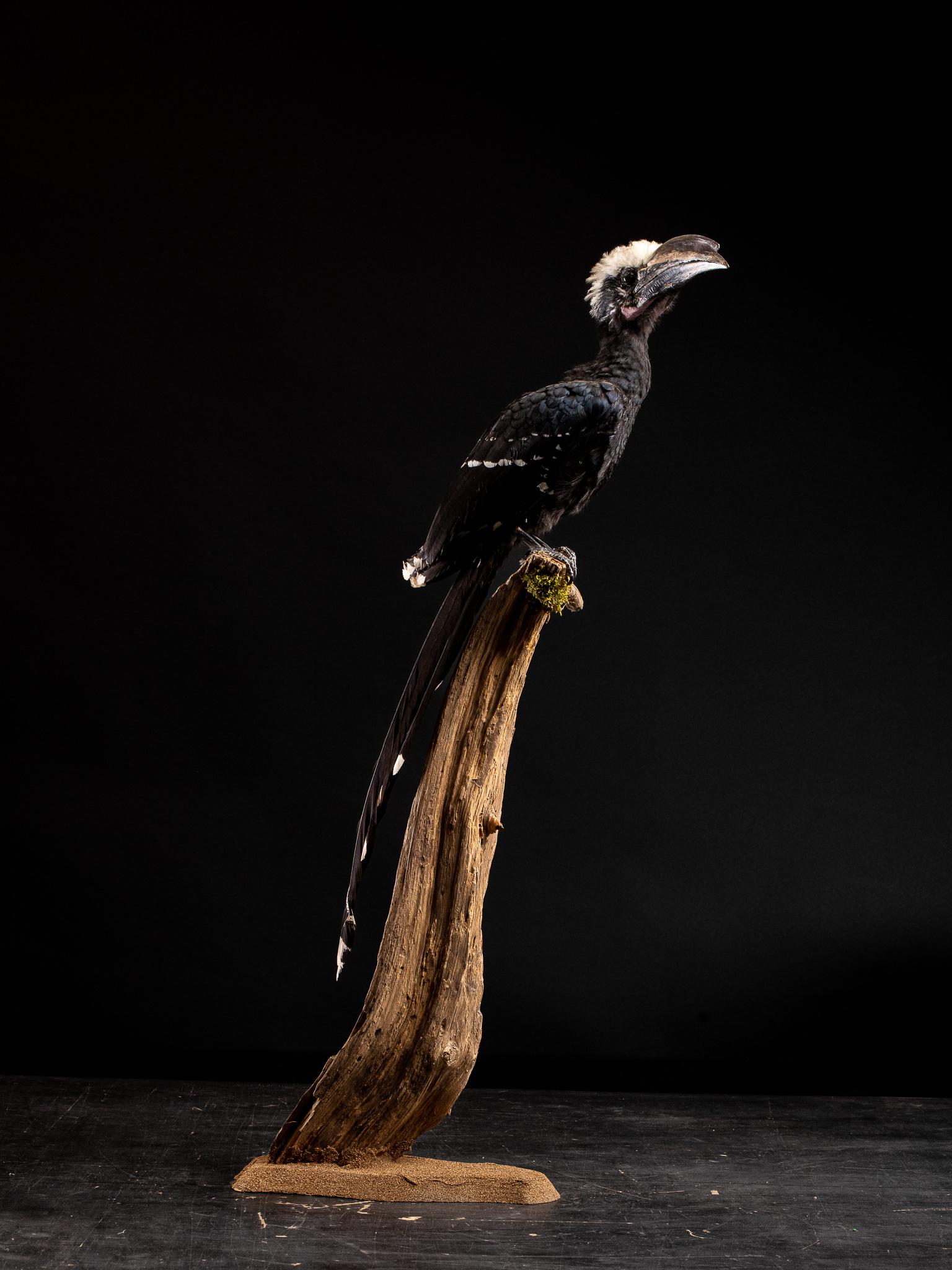 Hornbills are strange and beautiful birds, often incorporated in local cultures. In Africa, they are respected by people and involved in mythology and folklores.
These birds are not Cites listed and are European bred-they originate from different