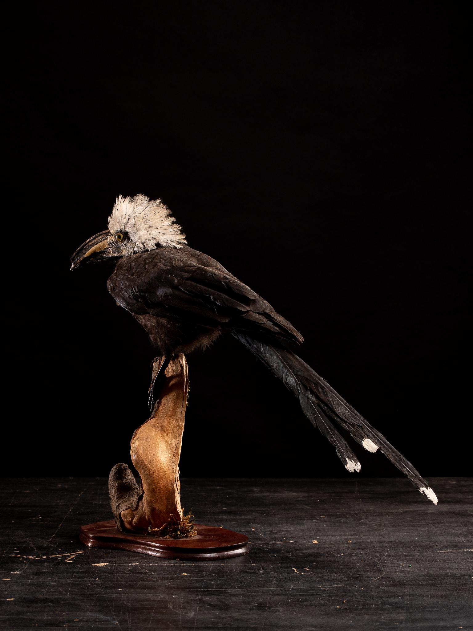 Hand-Crafted Natural History Collection of 9 African Taxidermy Hornbils not listed on Cites..