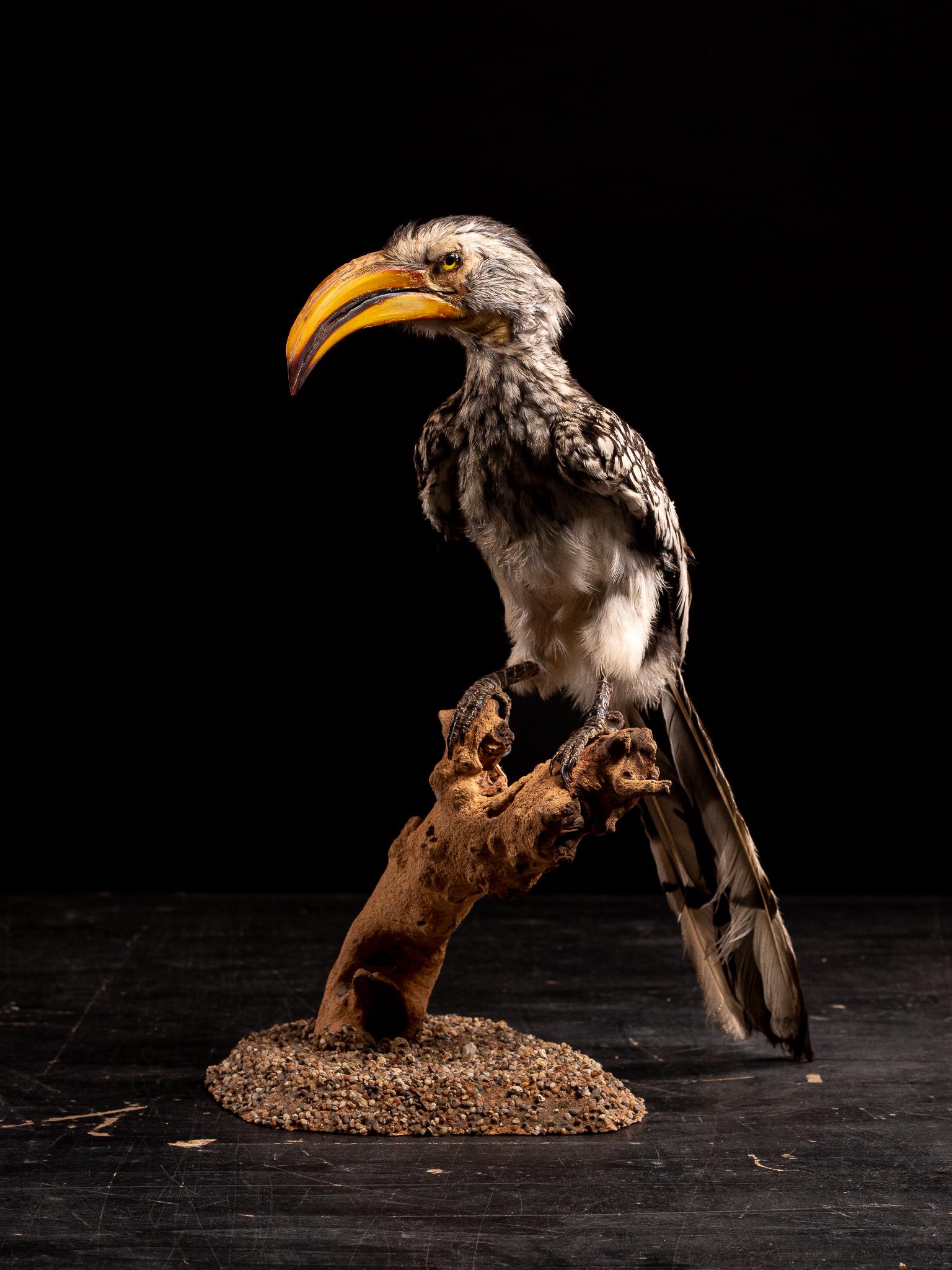 Natural History Collection of 9 African Taxidermy Hornbils not listed on Cites.. 2