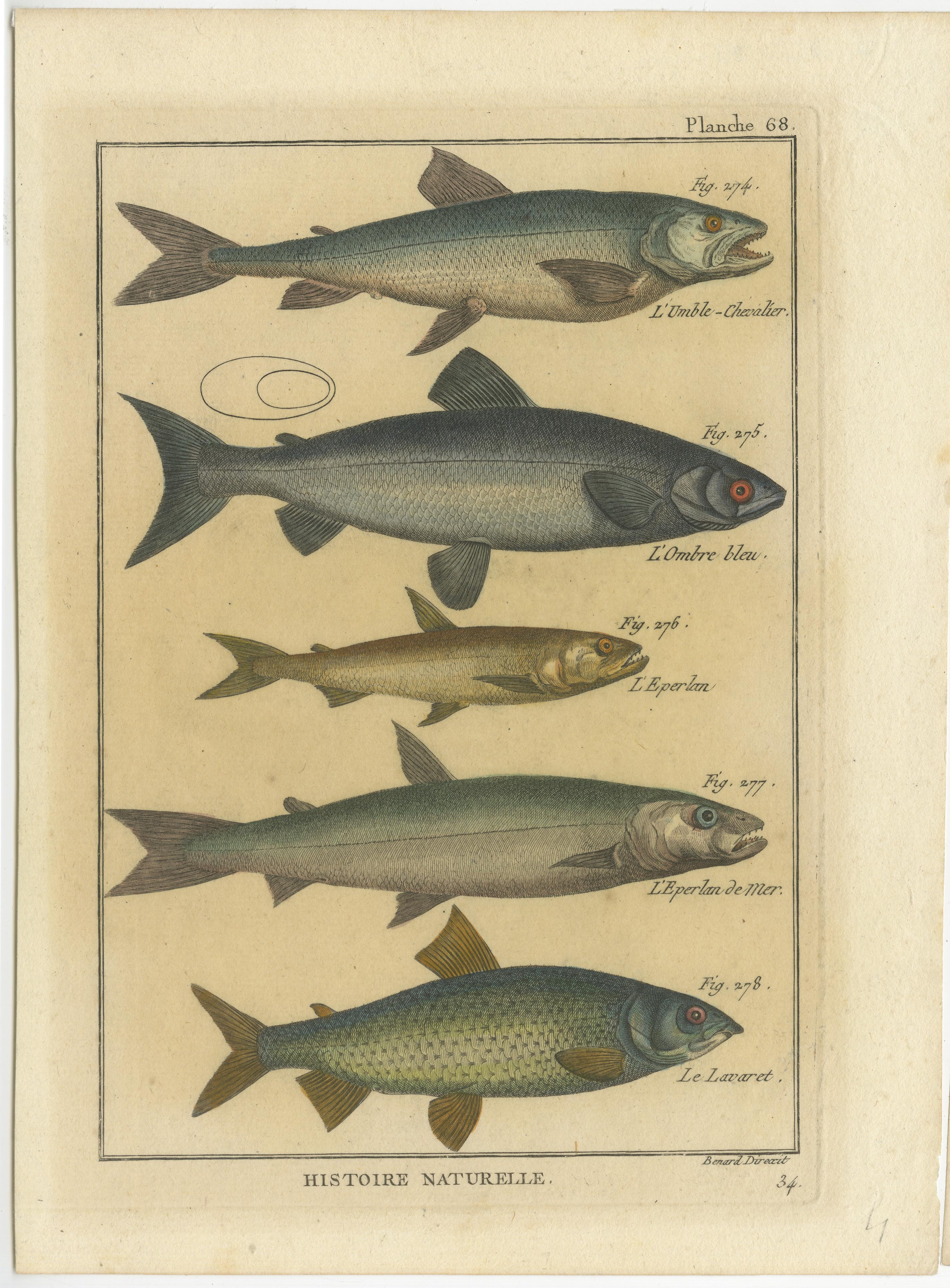 Diese exquisite Zusammenstellung zeigt zwei Stiche (nicht gerahmt!) verschiedener Fischarten aus der *Histoire Naturelle*, einem bedeutenden Werk der Naturgeschichte aus dem 18. Die Stiche, die ursprünglich von Bernard Direxit um 1790 angefertigt