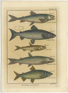 Natural History Engravings Compilation: Illustrations of Fish Species, 1790