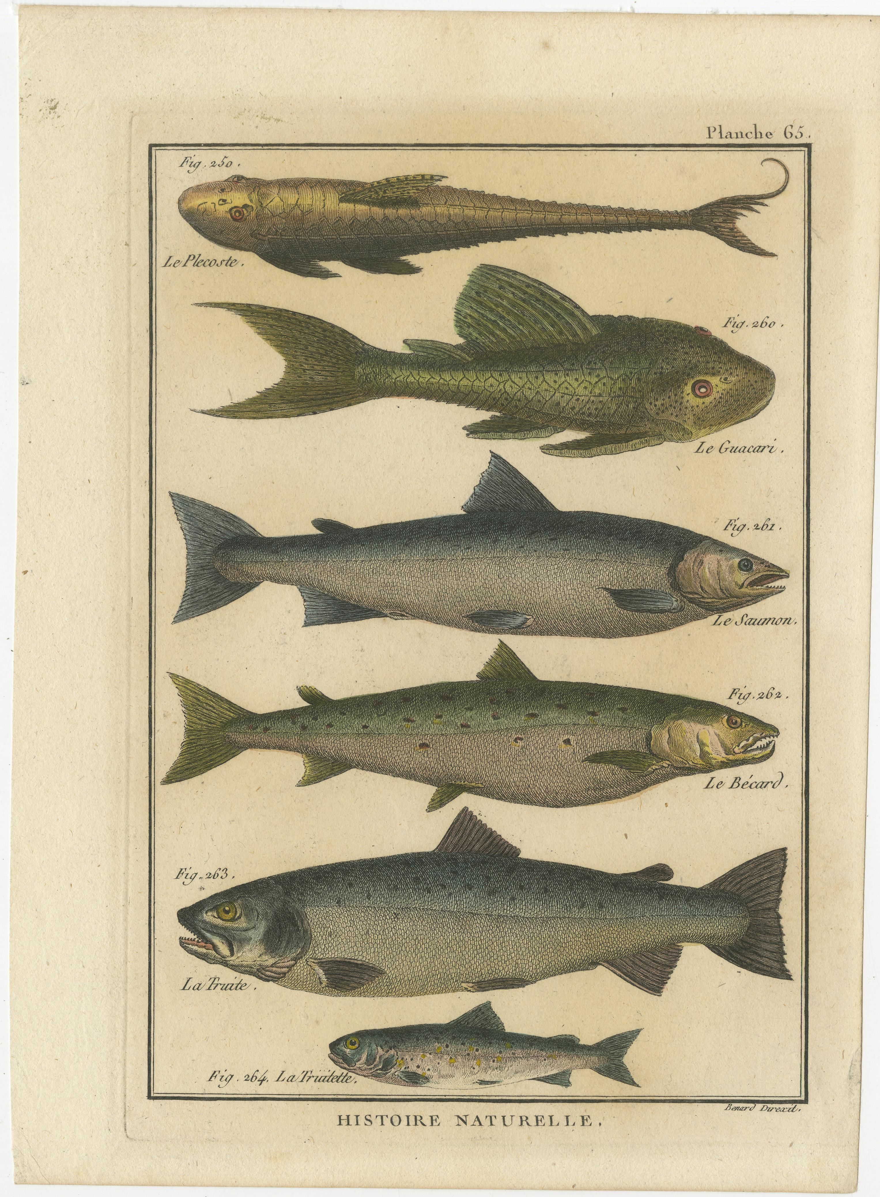 Natural History-Stiche zusammengesetzt: Illustrationen von Fischexemplaren, 1790 (Graviert) im Angebot