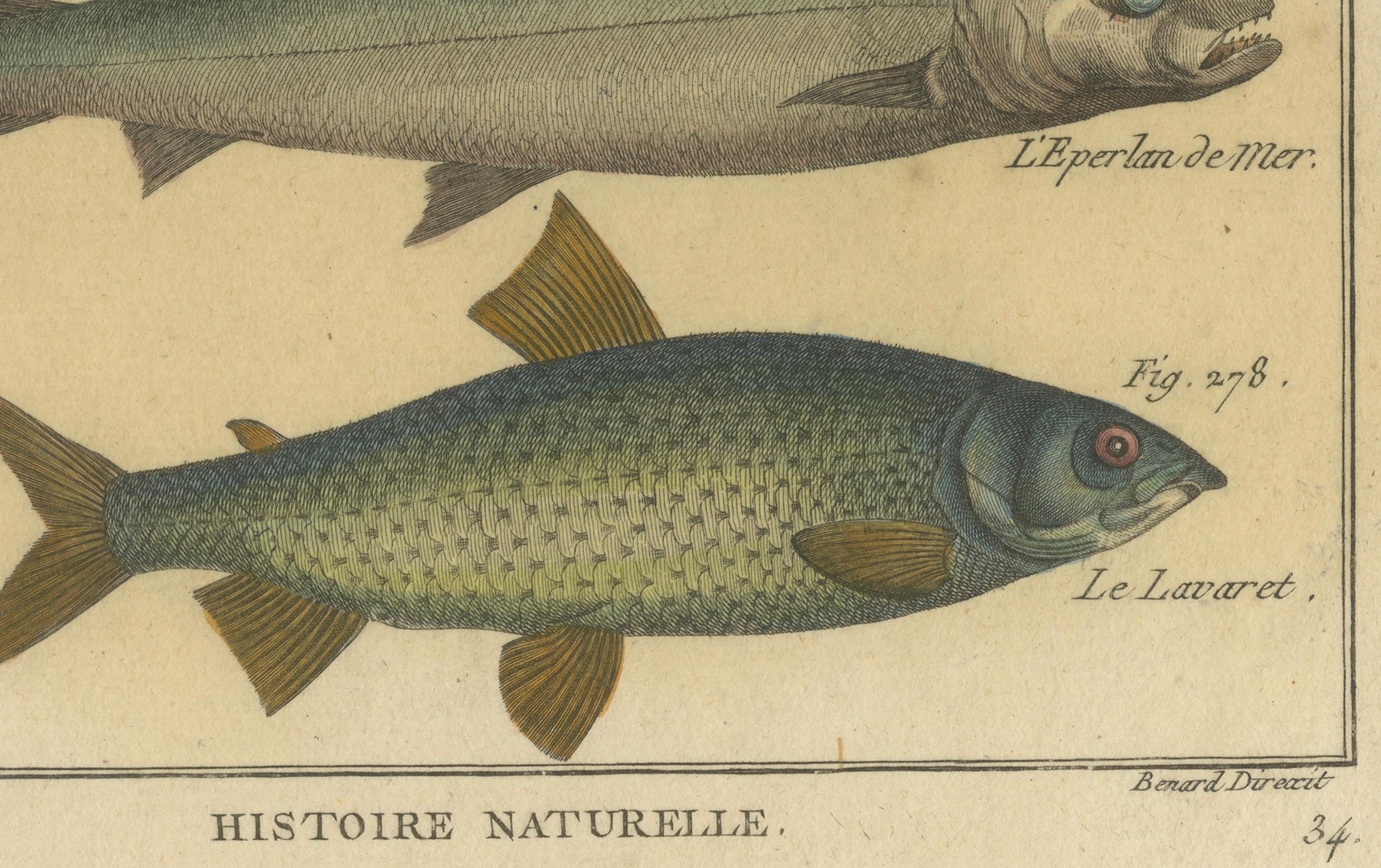 Natural History-Stiche zusammengesetzt: Illustrationen von Fischexemplaren, 1790 im Zustand „Gut“ im Angebot in Langweer, NL
