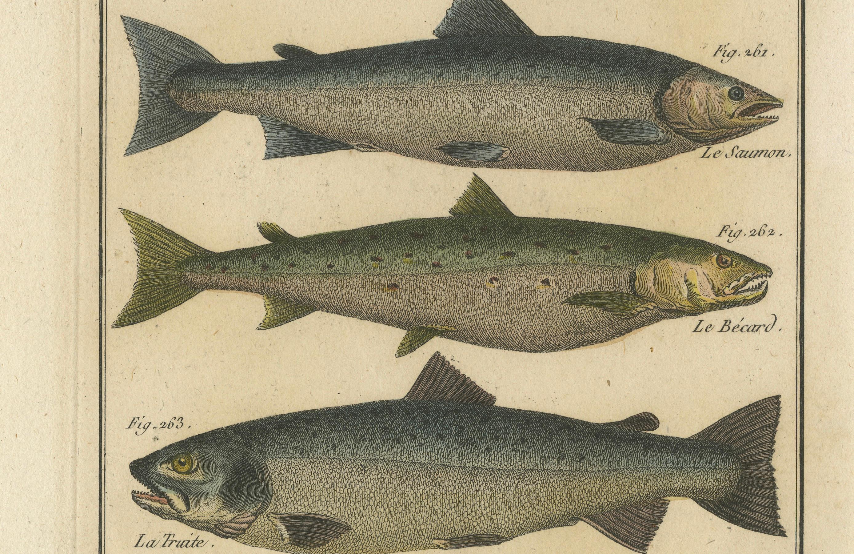 Natural History-Stiche zusammengesetzt: Illustrationen von Fischexemplaren, 1790 (Spätes 18. Jahrhundert) im Angebot