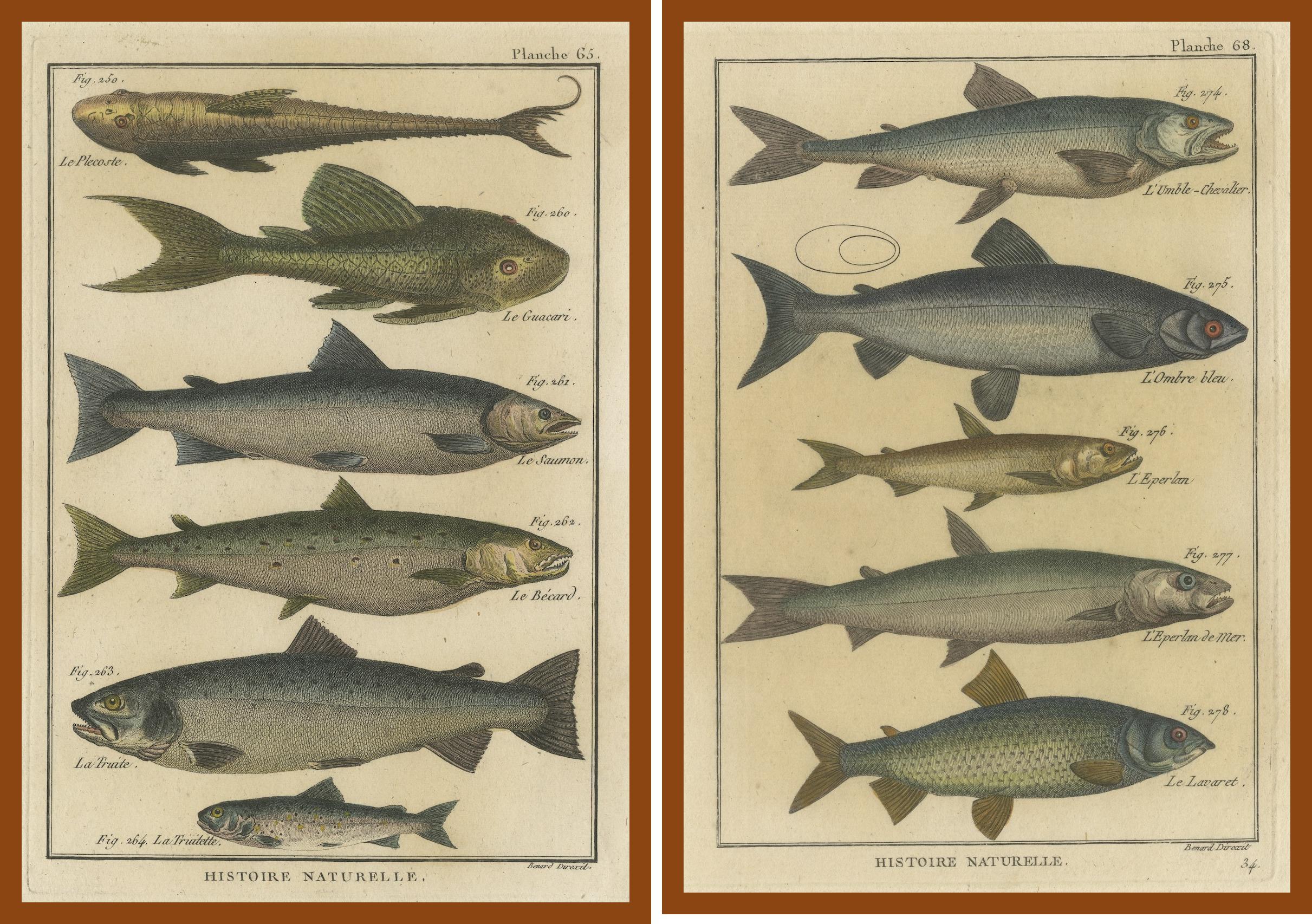Natural History-Stiche zusammengesetzt: Illustrationen von Fischexemplaren, 1790 (Papier) im Angebot