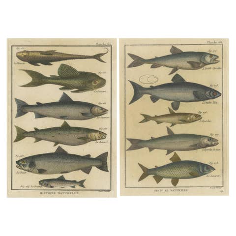 Natural History Engravings Compilation: Illustrations of Fish Species, 1790