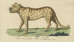 Natural History Illustrations: Amphibians, Reptiles, and Mammals, 1793