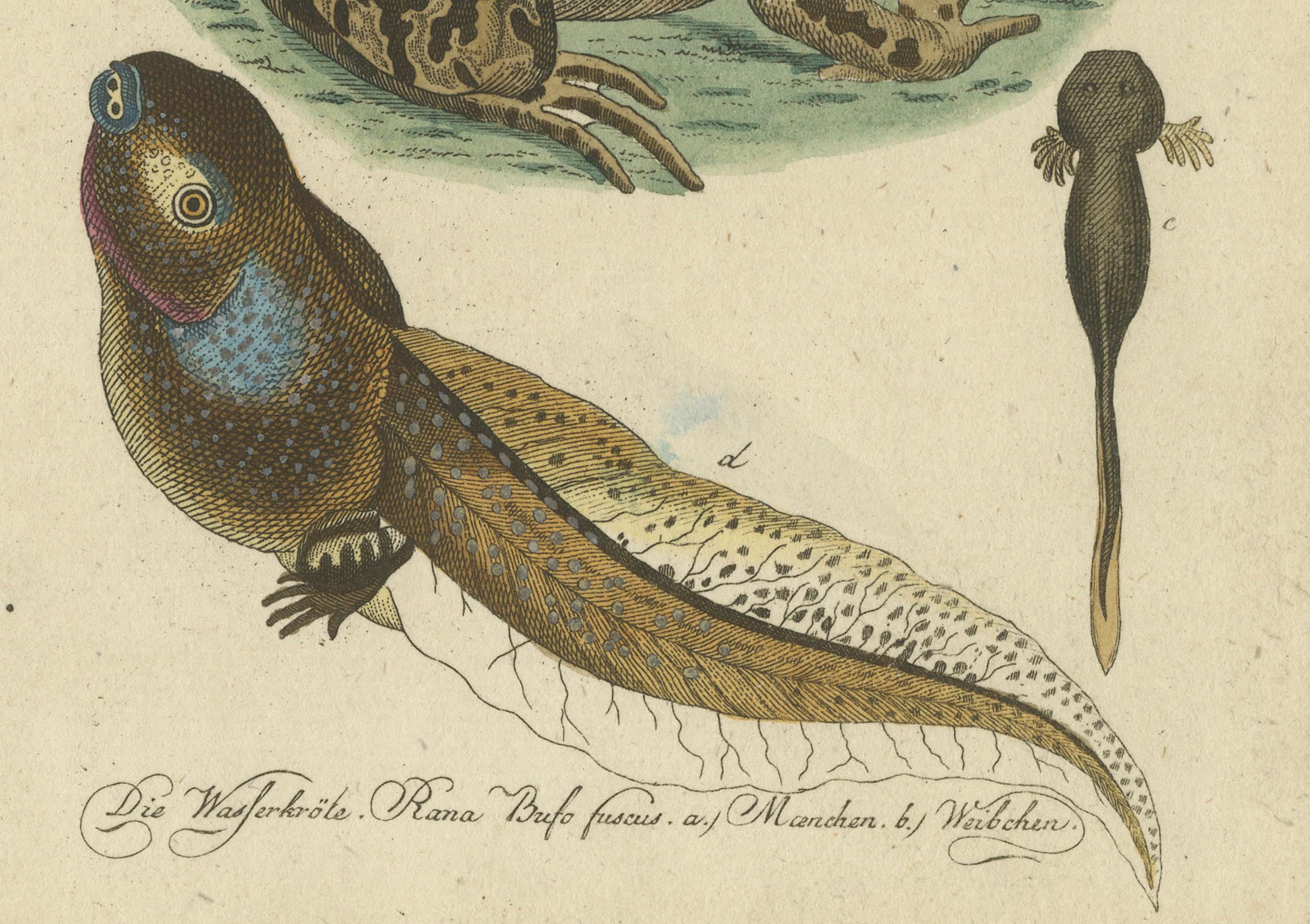 Ilustraciones de Historia Natural: Anfibios, Reptiles y Mamíferos, 1793 Grabado en venta