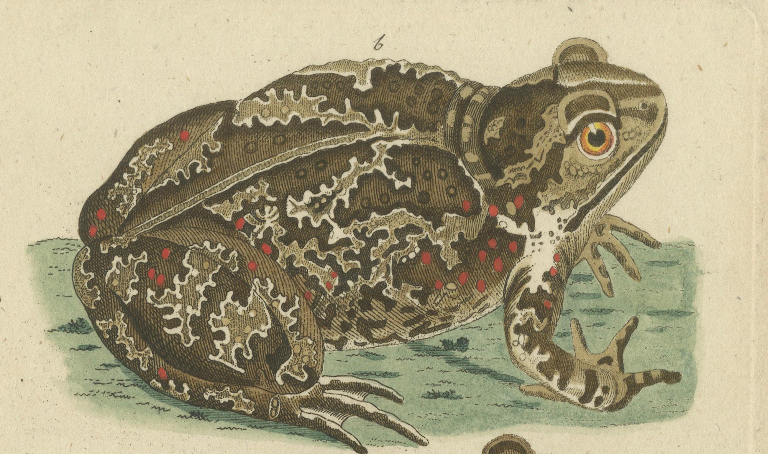 Ilustraciones de Historia Natural: Anfibios, Reptiles y Mamíferos, 1793 finales del siglo XVIII en venta